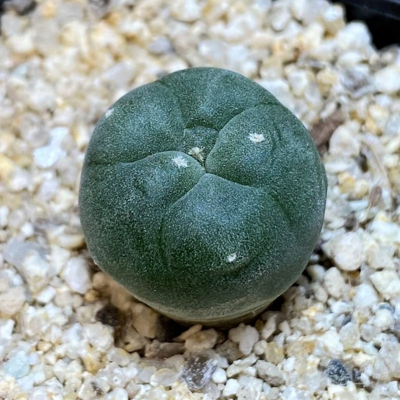 YAR24298 Anhalonium viridescens GM360, seedling