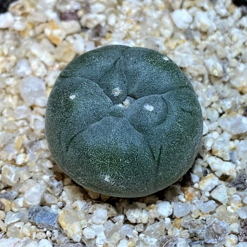 YAR24299 Anhalonium viridescens GM360, seedling