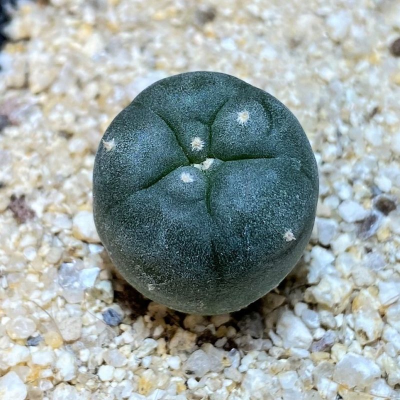 YAR24301 Anhalonium viridescens MZ1199, seedling