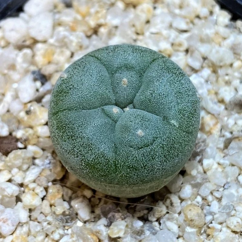 YAR24305 Anhalonium fricii MK27.82, seedling