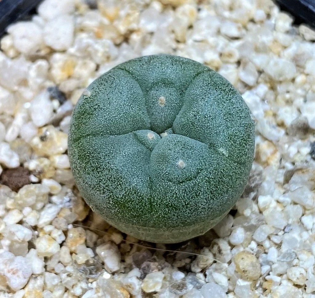 YAR24305 Anhalonium fricii MK27.82, seedling