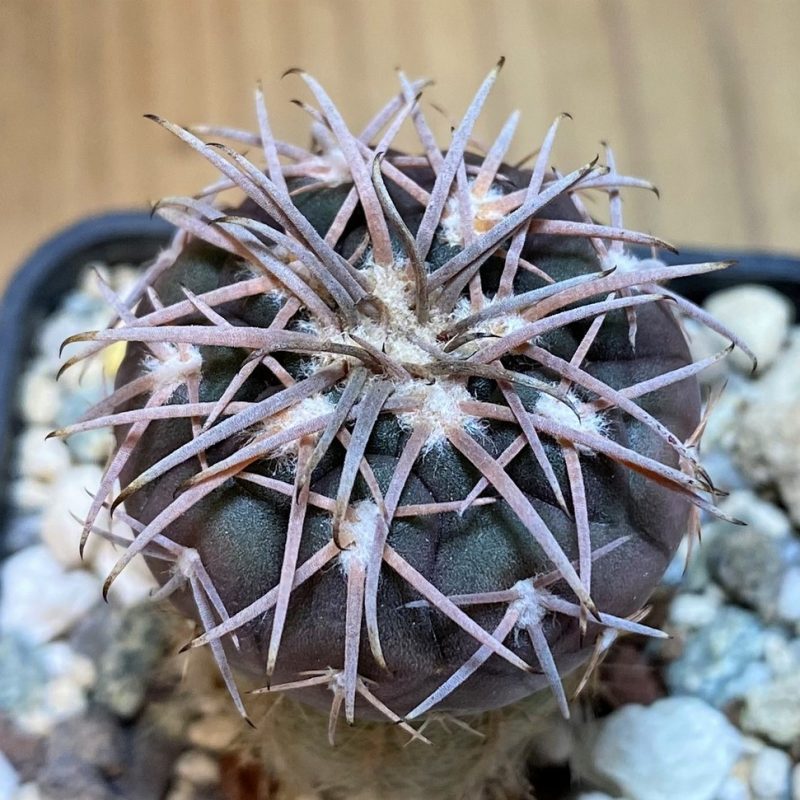 YAR22472 Gymnocalycium spegazzinii v. major x unguispinum, grafted