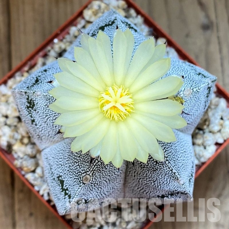 YAR24964 Astrophytum myriostigma 'Onzuka'
