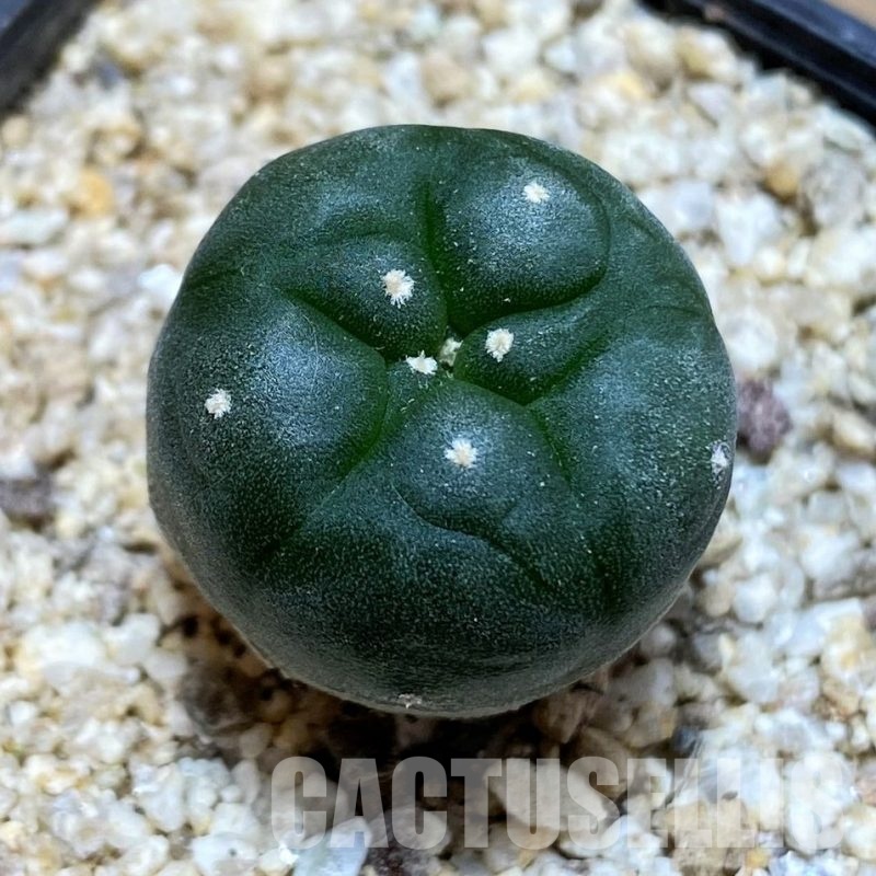 YAR24303 Anhalonium viridescens MZ1199, seedling