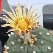 SH24056 Astrophytum asterias ‘Shinshowa’ - Зображення 2