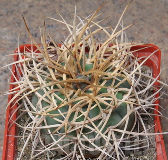 VVG25262 Gymnocalycium cardenasianum -Khores- seedling
