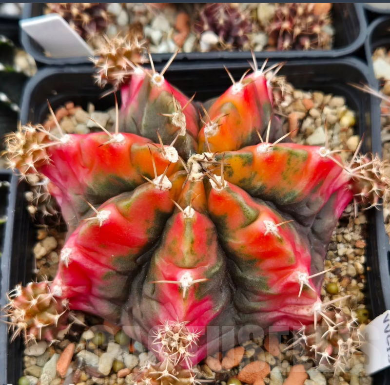 VVG25263 Gymnocalycium mihanovichii f.variegata VVG15