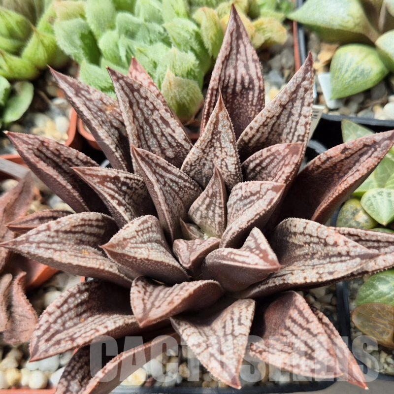 VVGLOT984 10 SEEDS Haworthia 'Kegazato' x picta x 'Black Major' x 'Yulia' clon1 2025 year