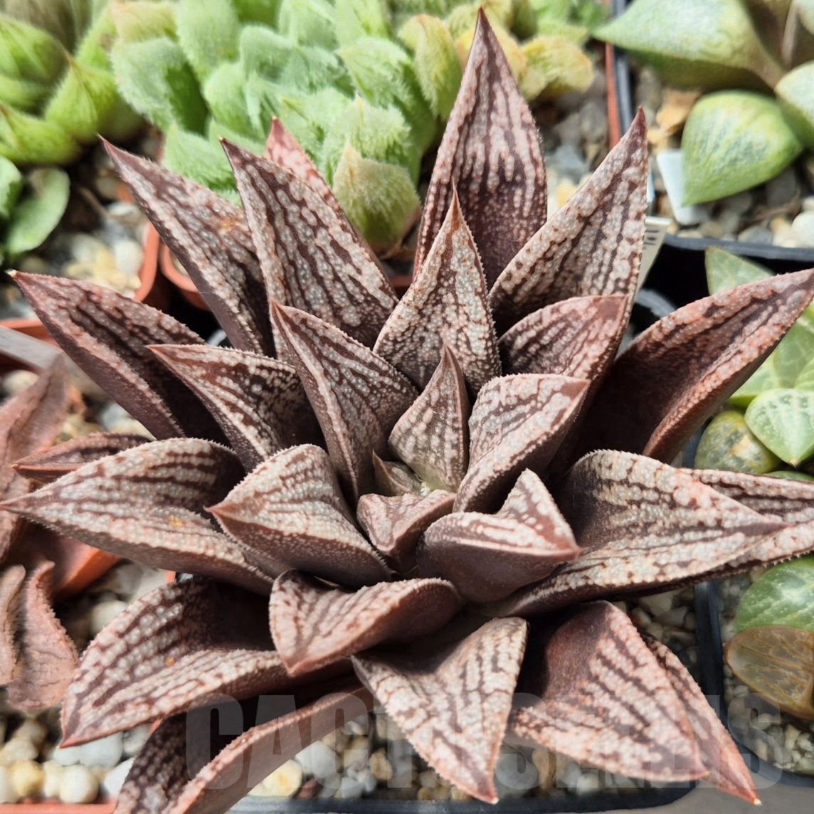 VVGLOT984 10 SEEDS Haworthia 'Kegazato' x picta x 'Black Major' x 'Yulia' clon1 2025 year