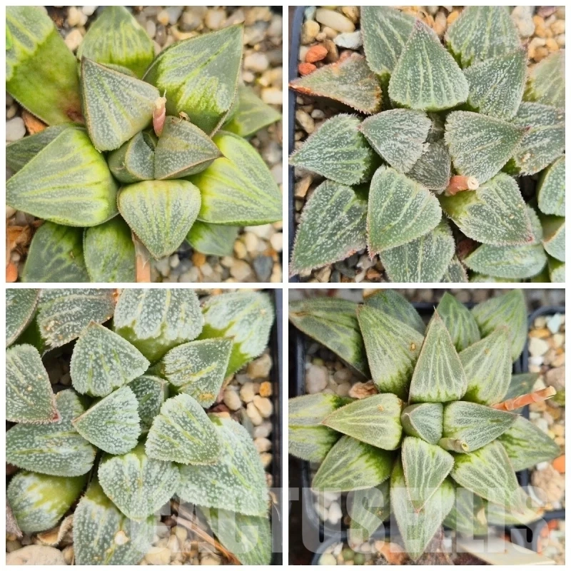 VVGLOT983 10 SEEDS Haworthia comptoniana x pygmaea f. crystallina F2 mix 2025 year