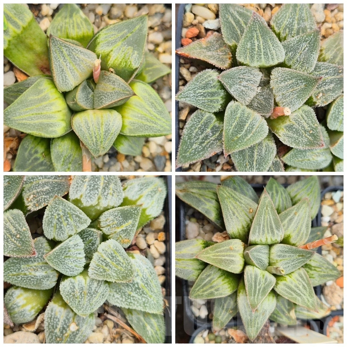 VVGLOT983 10 SEEDS Haworthia comptoniana x pygmaea f. crystallina F2 mix 2025 year
