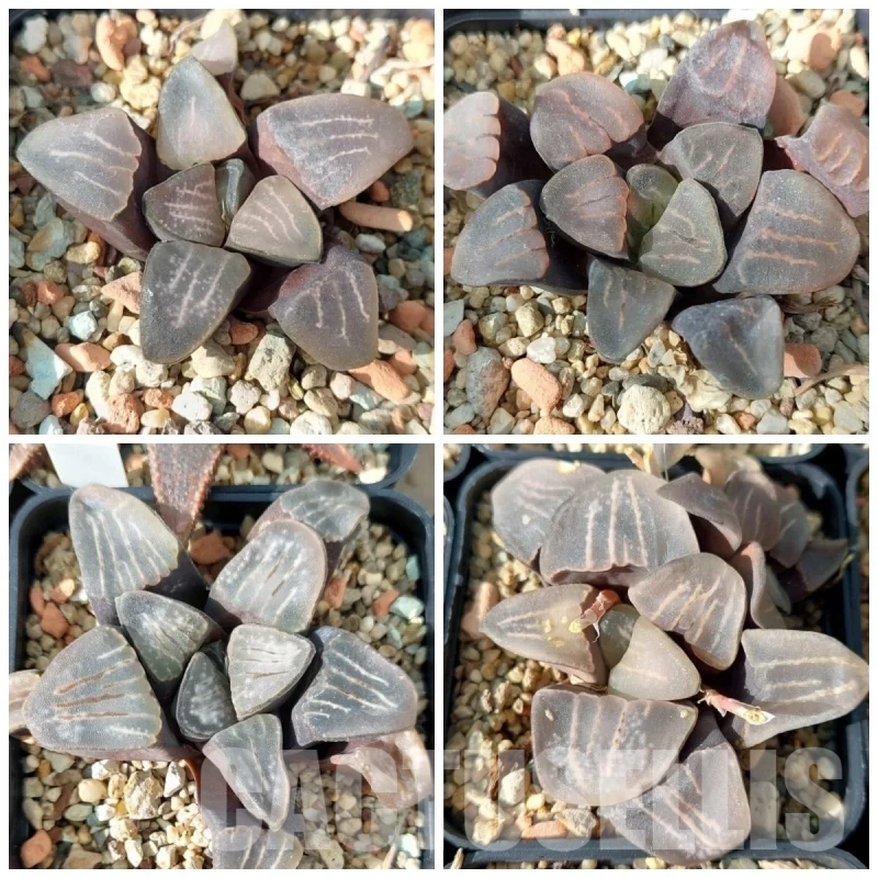 VVGLOT982 10 SEEDS Haworthia groenewaldii -Buffeljags- 2024 year