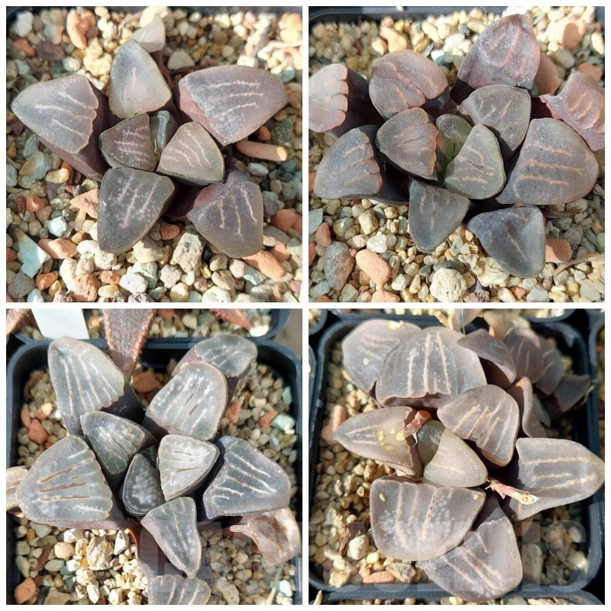 VVGLOT982 10 SEEDS Haworthia groenewaldii -Buffeljags- 2024 year