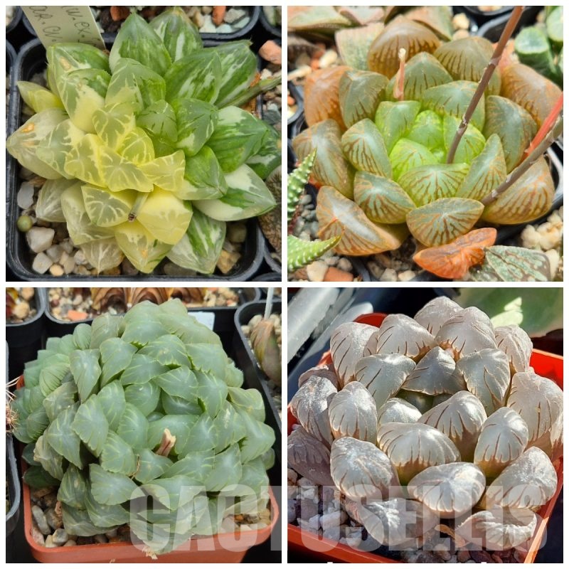 VVGLOT985 10 SEEDS Haworthia obtusa 'Komomo' f.variegata x obtusa mix 2025 year