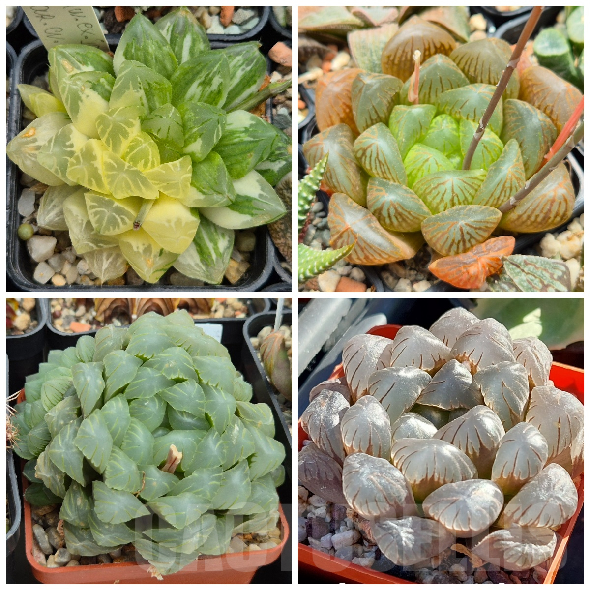 VVGLOT985 10 SEEDS Haworthia obtusa 'Komomo' f.variegata x obtusa mix 2025 year
