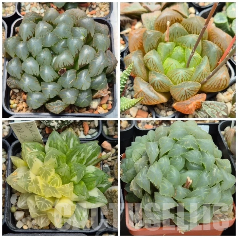 VVGLOT980 10 SEEDS Haworthia obtusa ‘Purple Dodson’ x obtusa hybrid mix 2025 year
