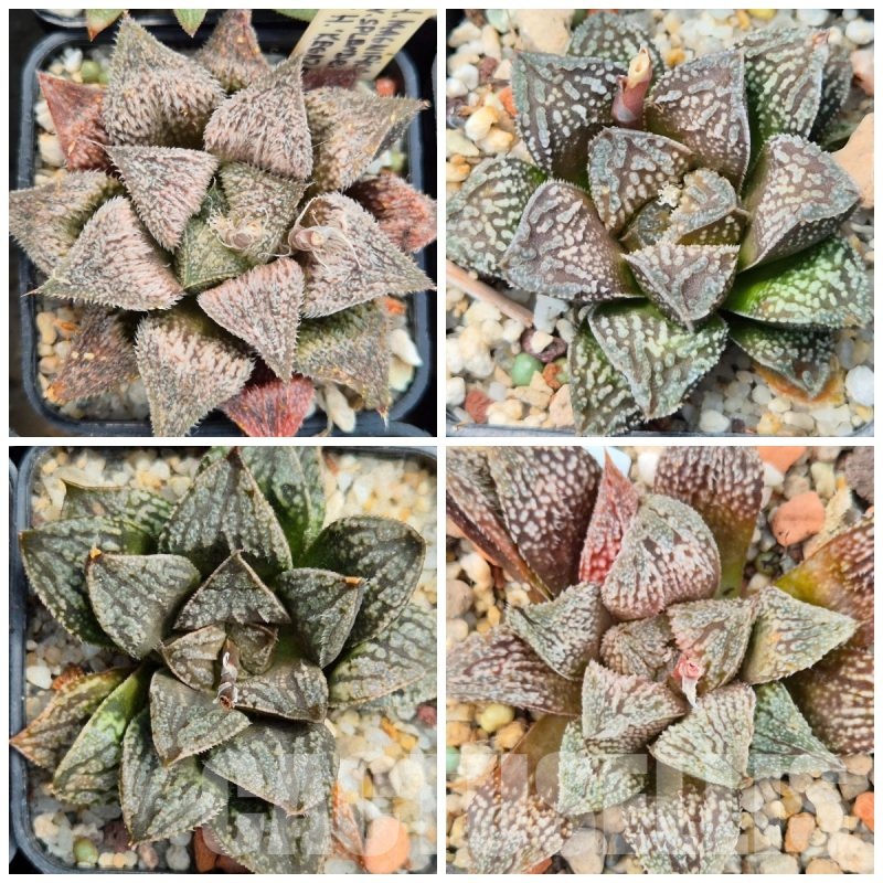 VVGLOT981 10 SEEDS Haworthia splendens x 'Kegazato' x'Yulia' F2 mix 2025 year