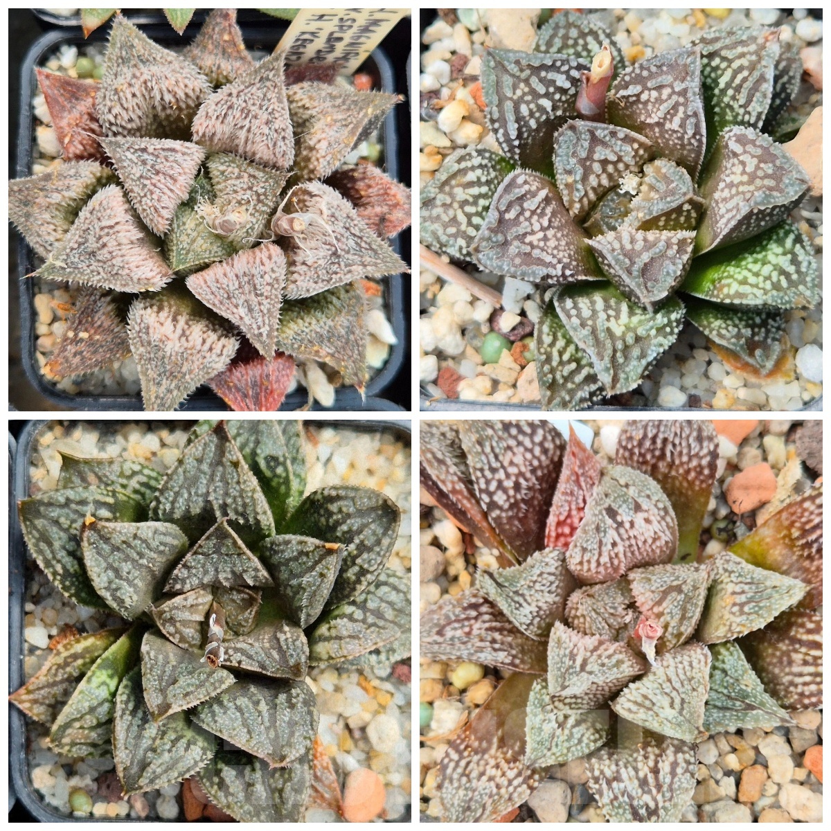 VVGLOT981 10 SEEDS Haworthia splendens x 'Kegazato' x'Yulia' F2 mix 2025 year