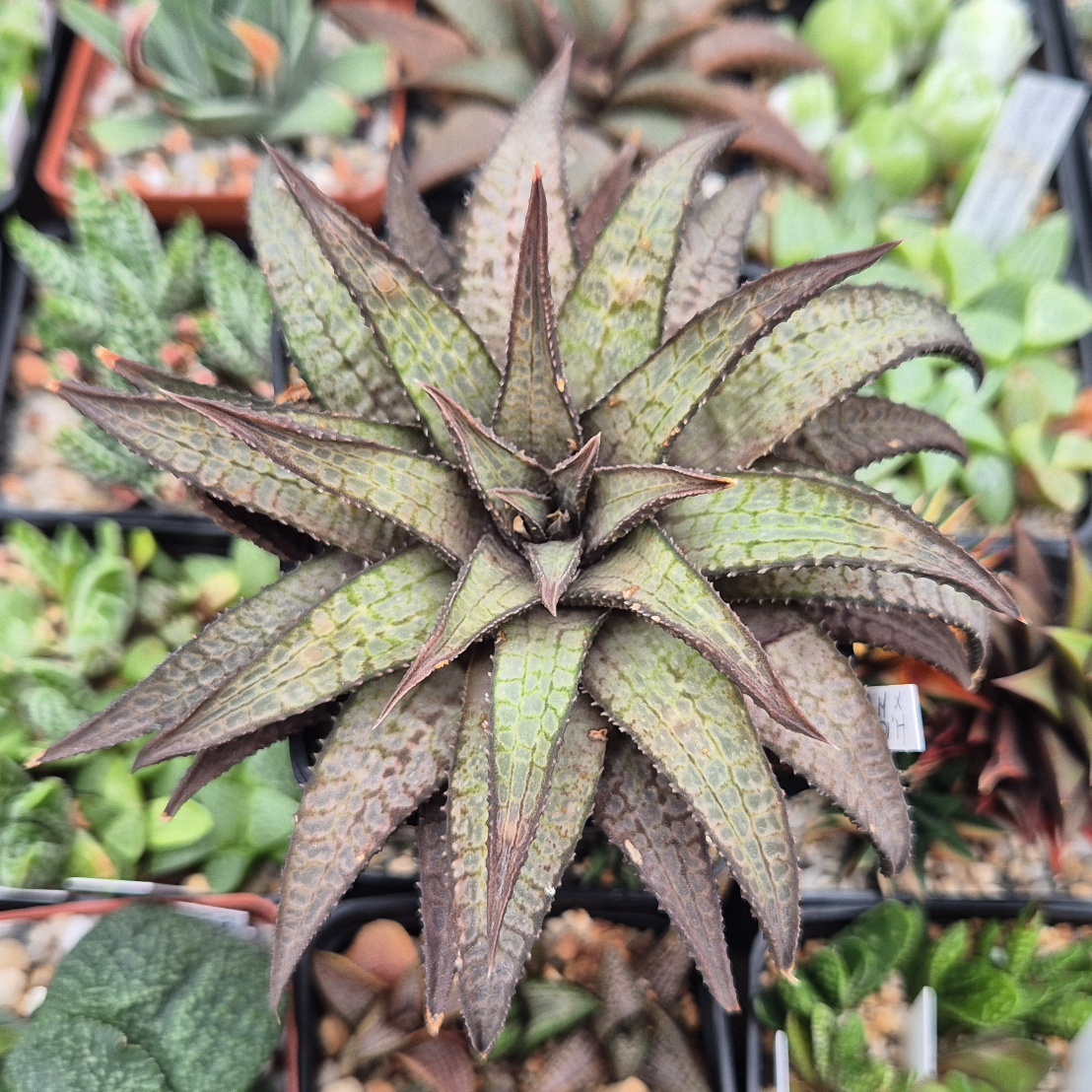 VVG27478 Haworthia woolleyi x koelmaniorum cutting