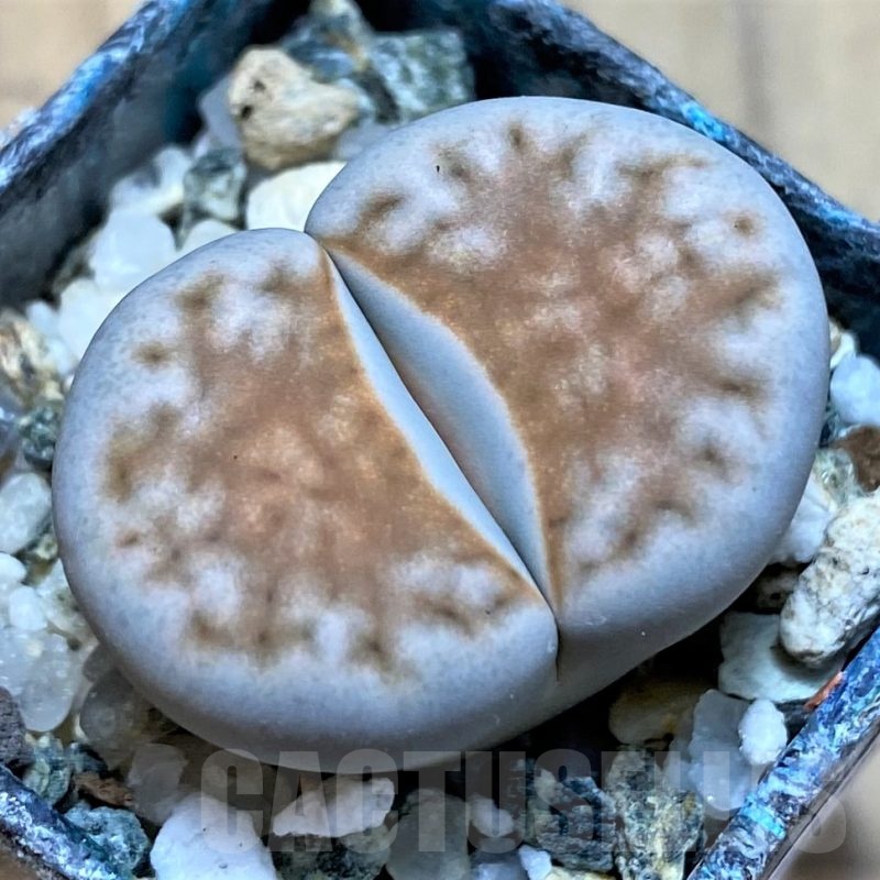 SH24198 Lithops karasmontana