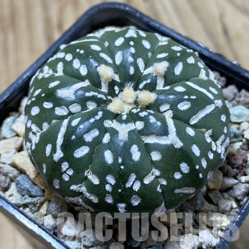 SH24412 Astrophytum asterias ‘Super Kabuto’ V-type f. nudum