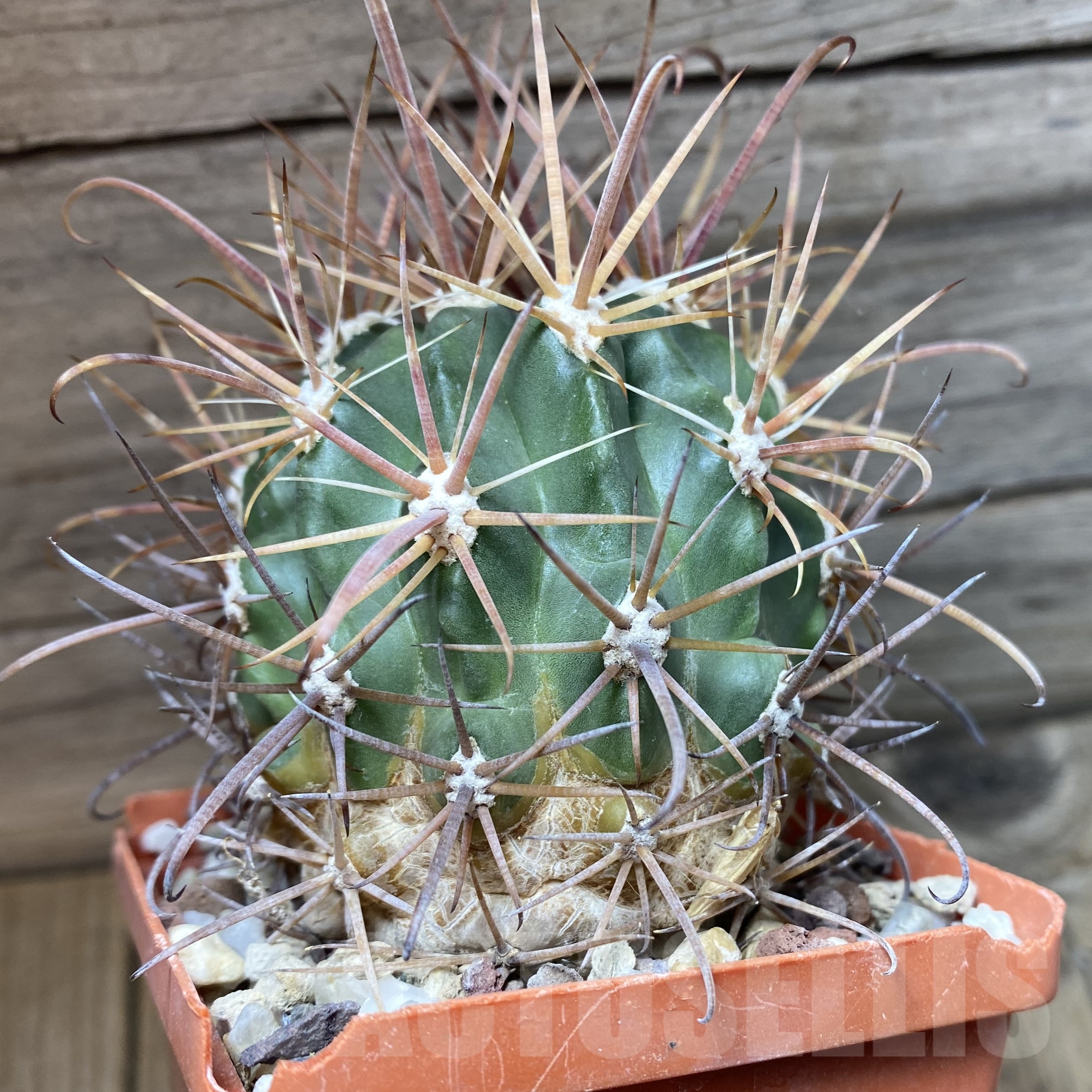 SH24799 Ferocactus fordii, 7 years old - Imagen 3