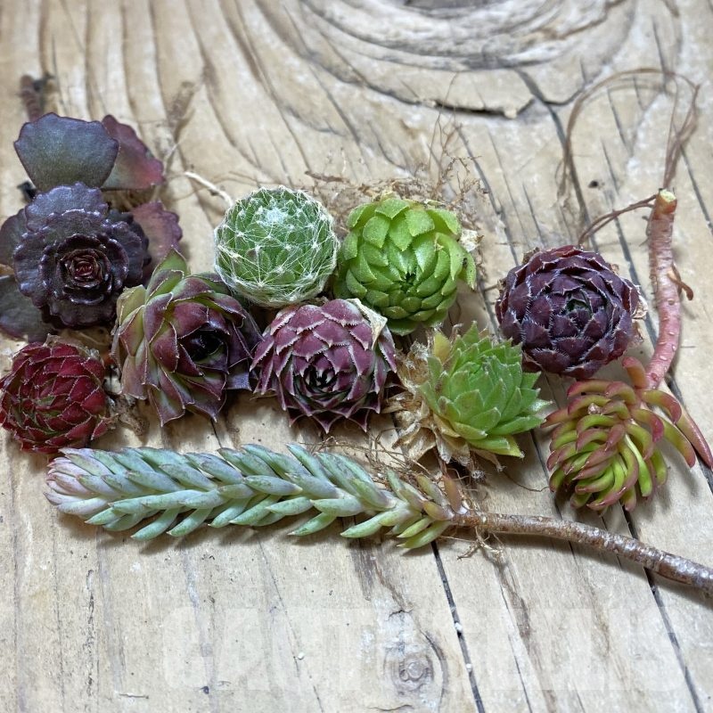SH25087 Succulents mix (cold-resistant), cuted