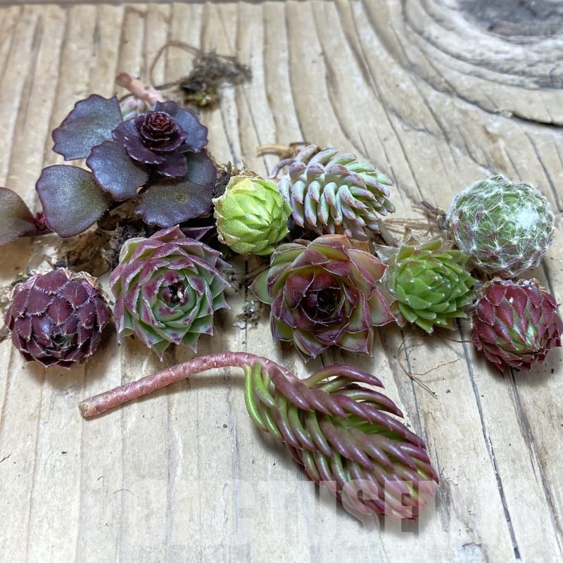 SH25088 Succulents mix (cold-resistant), cuted