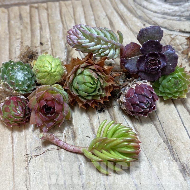 SH25089 Succulents mix (cold-resistant), cuted