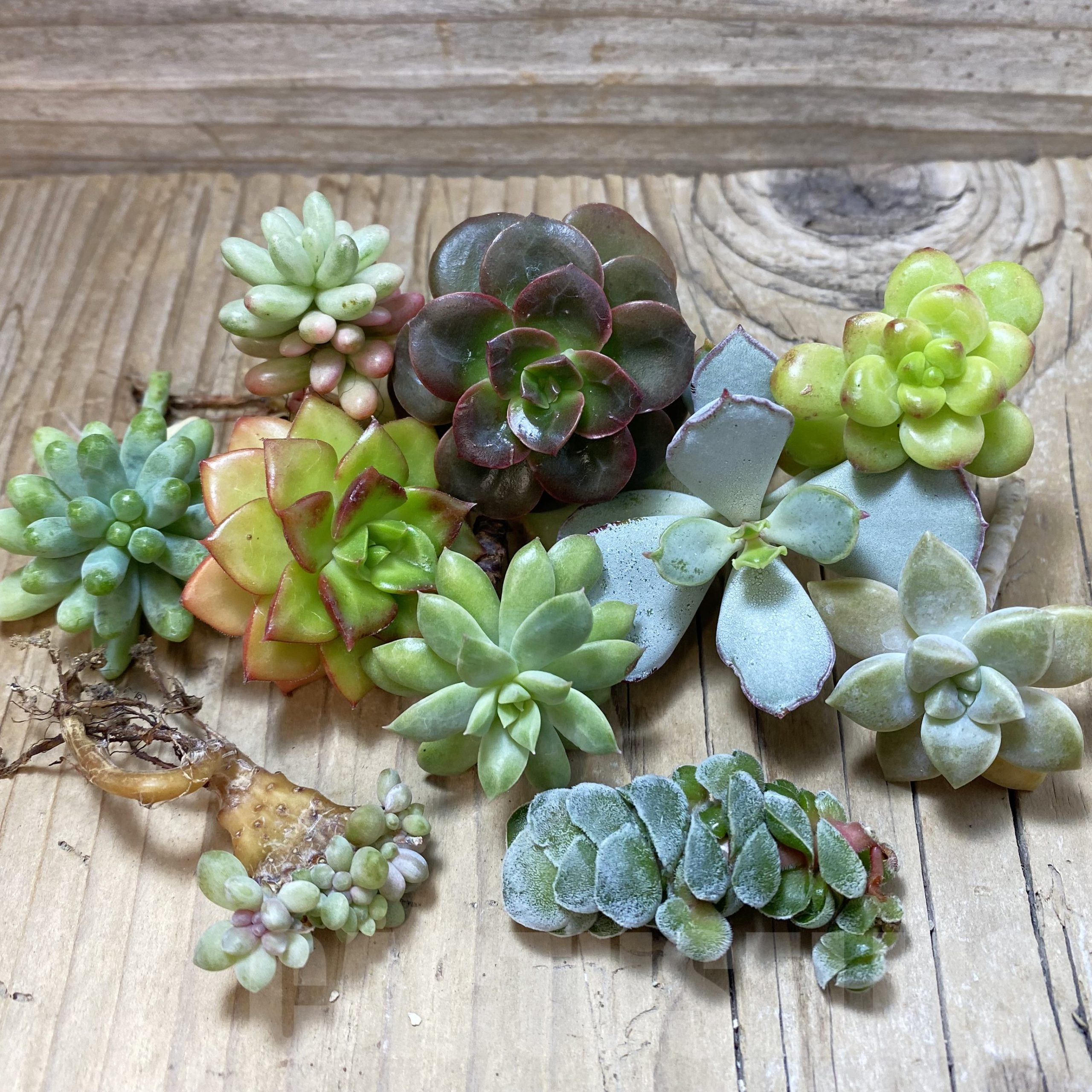 SH25090 Succulents mix, cuted