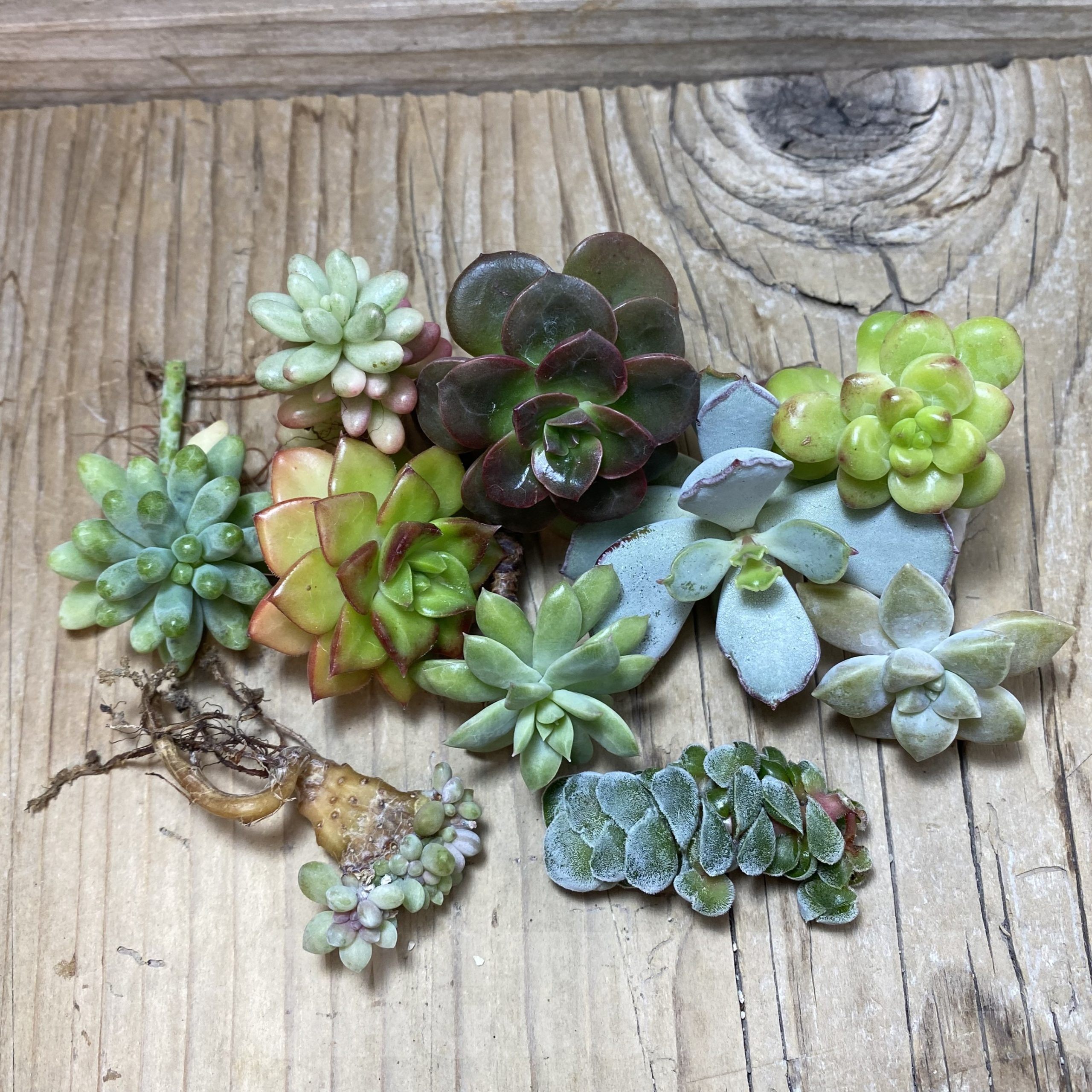 SH25090 Succulents mix, cuted - Image 2