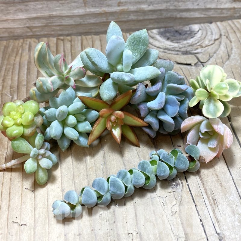 SH25091 Succulents mix, cuted