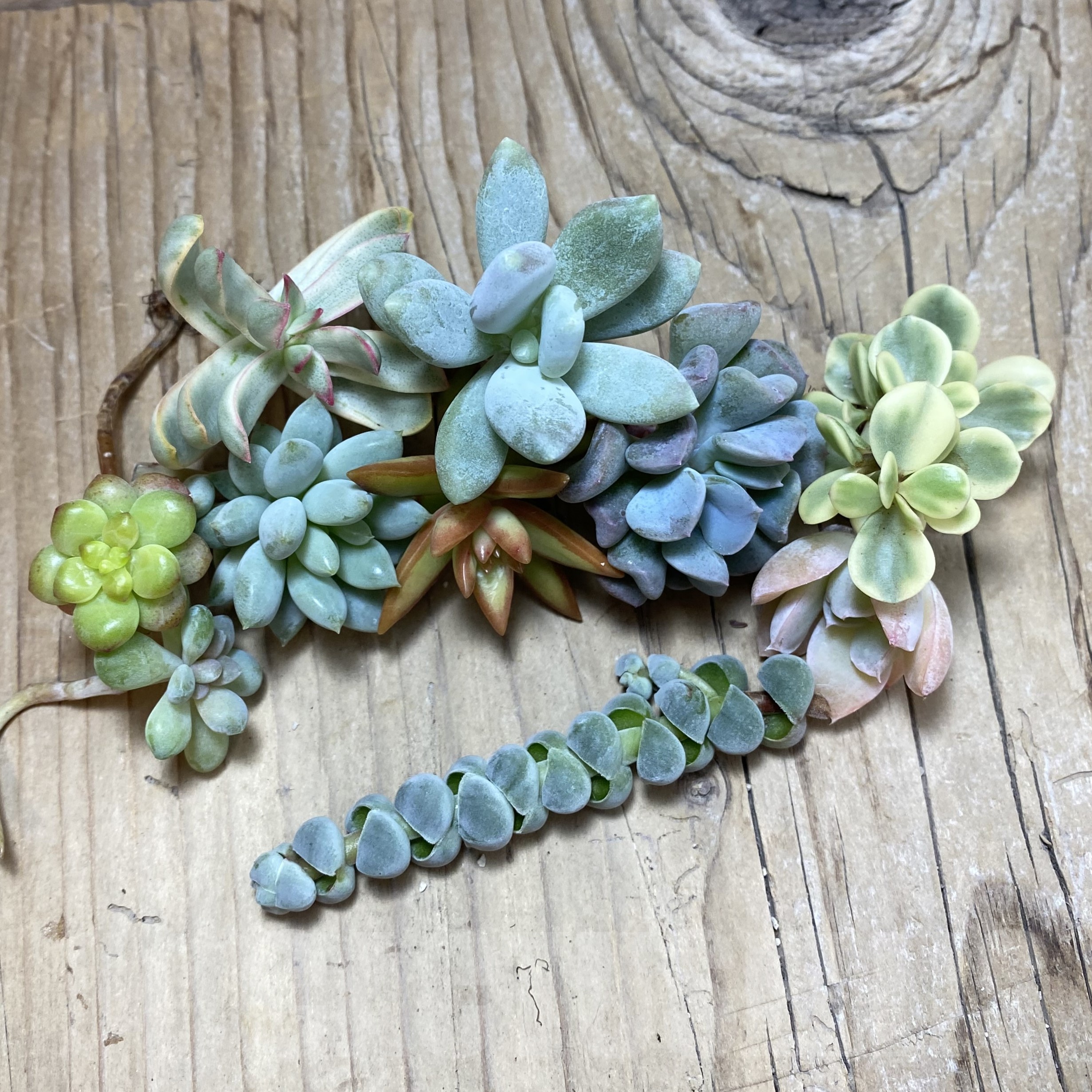 SH25091 Succulents mix, cuted - Image 2