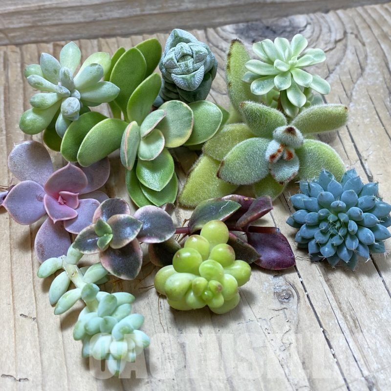 SH25092 Succulents mix, cuted