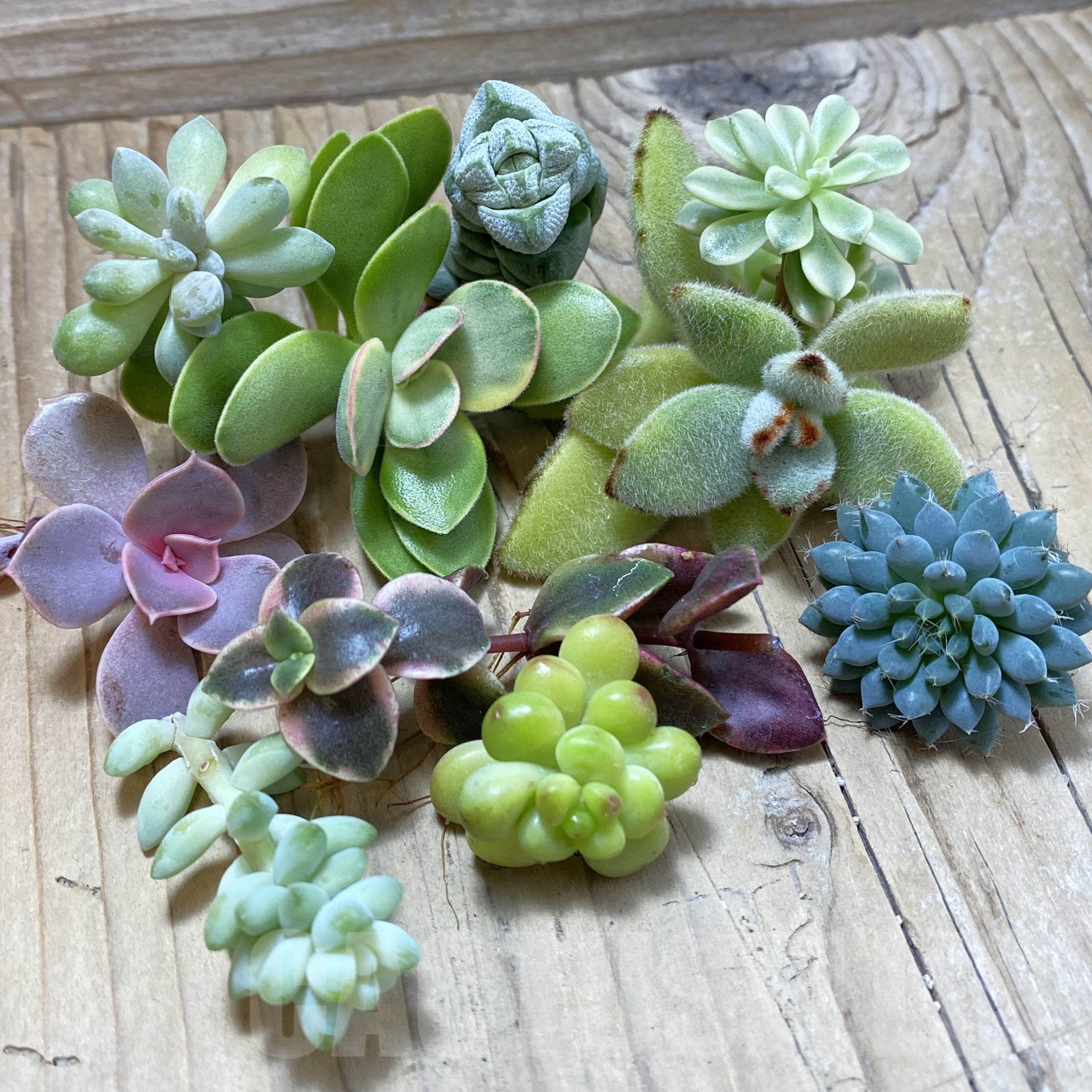 SH25092 Succulents mix, cuted
