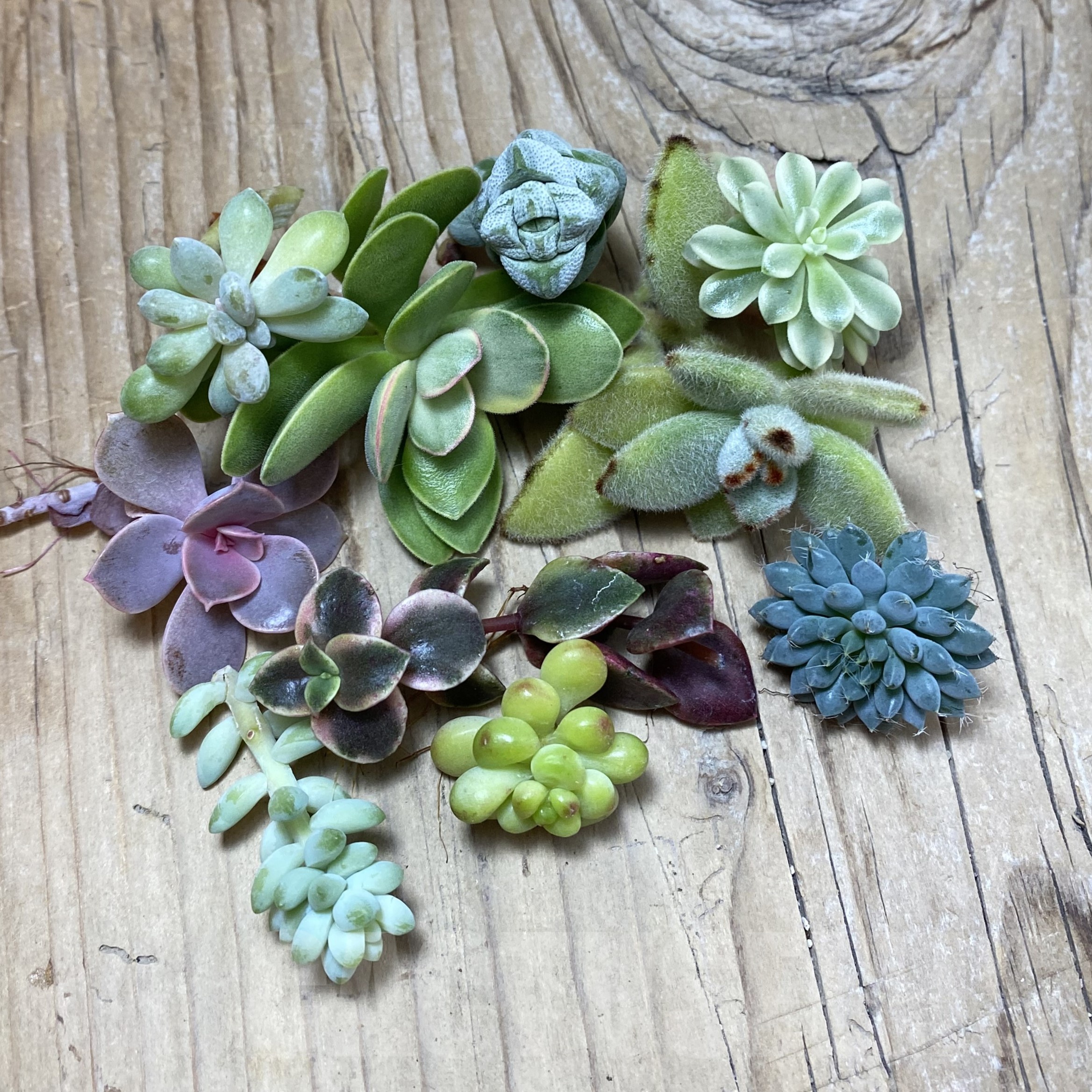 SH25092 Succulents mix, cuted - Image 2