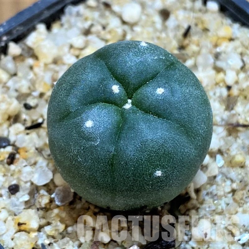 YAR24302 Anhalonium viridescens MZ1199, seedling