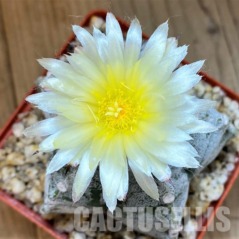 YAR24960 Astrophytum myriostigma