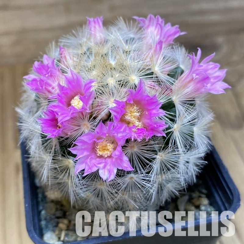 SH10325 Mammillaria carmenae ‘Buddha’ hybrid , seedling