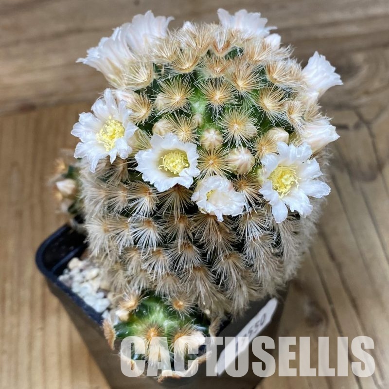 SH19550 Mammillaria carmenae hybrid