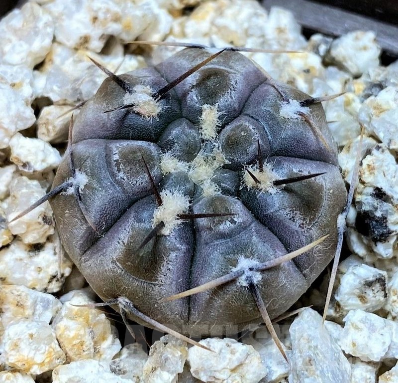 YAR24297 Gymnocalycium borthii ssp. nogolense VG684