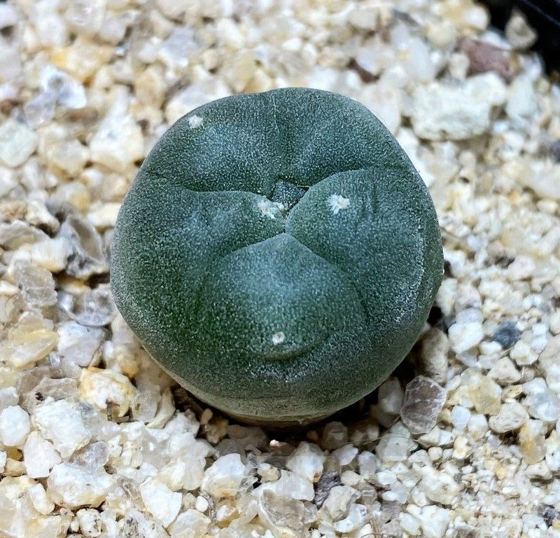 YAR24298 Anhalonium viridescens GM360, seedling