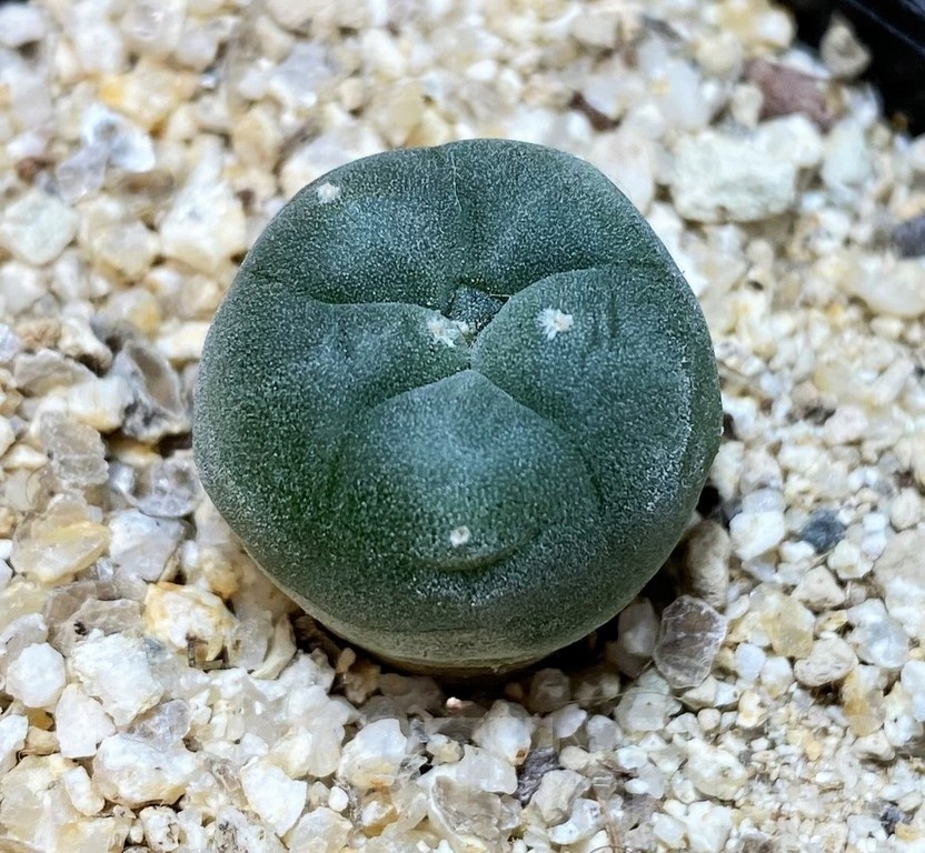 YAR24298 Anhalonium viridescens GM360, seedling