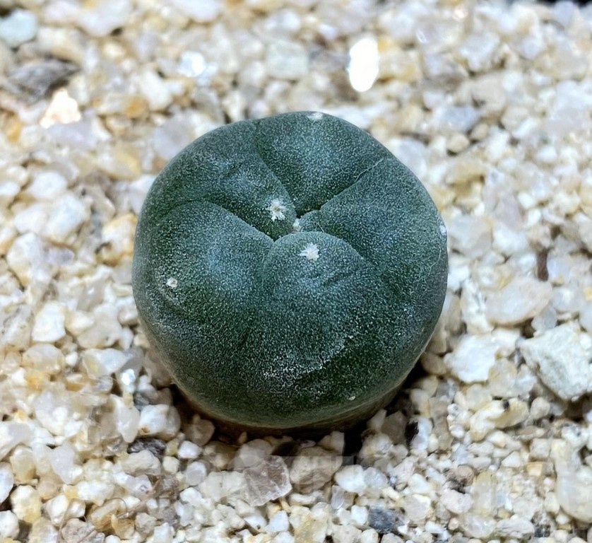 YAR24298 Anhalonium viridescens GM360, seedling - 画像 (2)