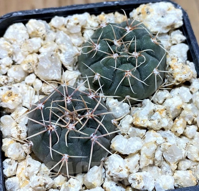 YAR24294 Gymnocalycium capillaense v. mucidum GN91-383/1281