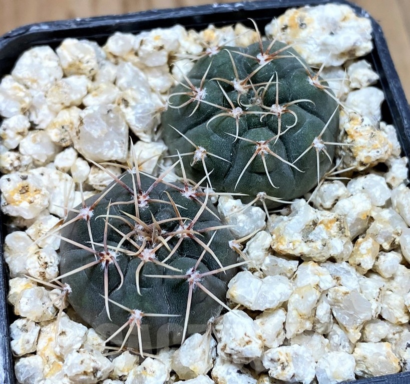 YAR24294 Gymnocalycium capillaense v. mucidum GN91-383/1281