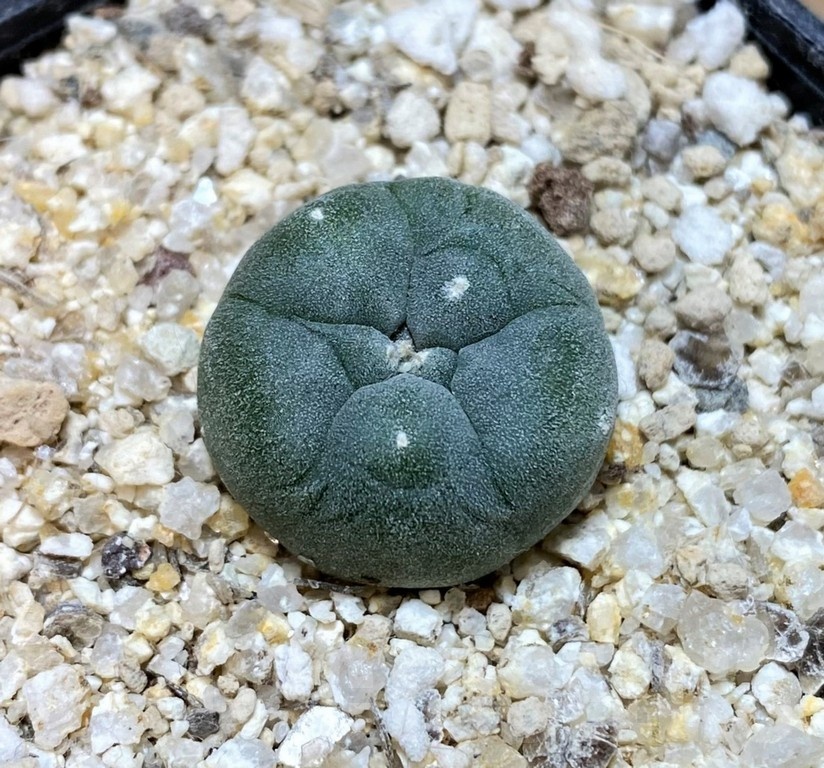 YAR24299 Anhalonium viridescens GM360, seedling - Image 2