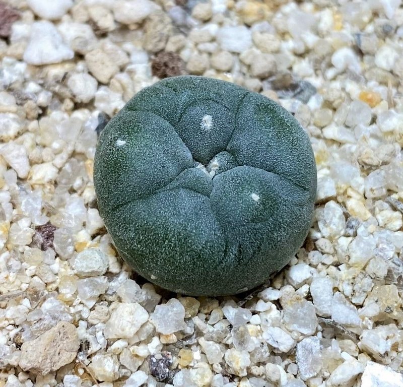 YAR24299 Anhalonium viridescens GM360, seedling