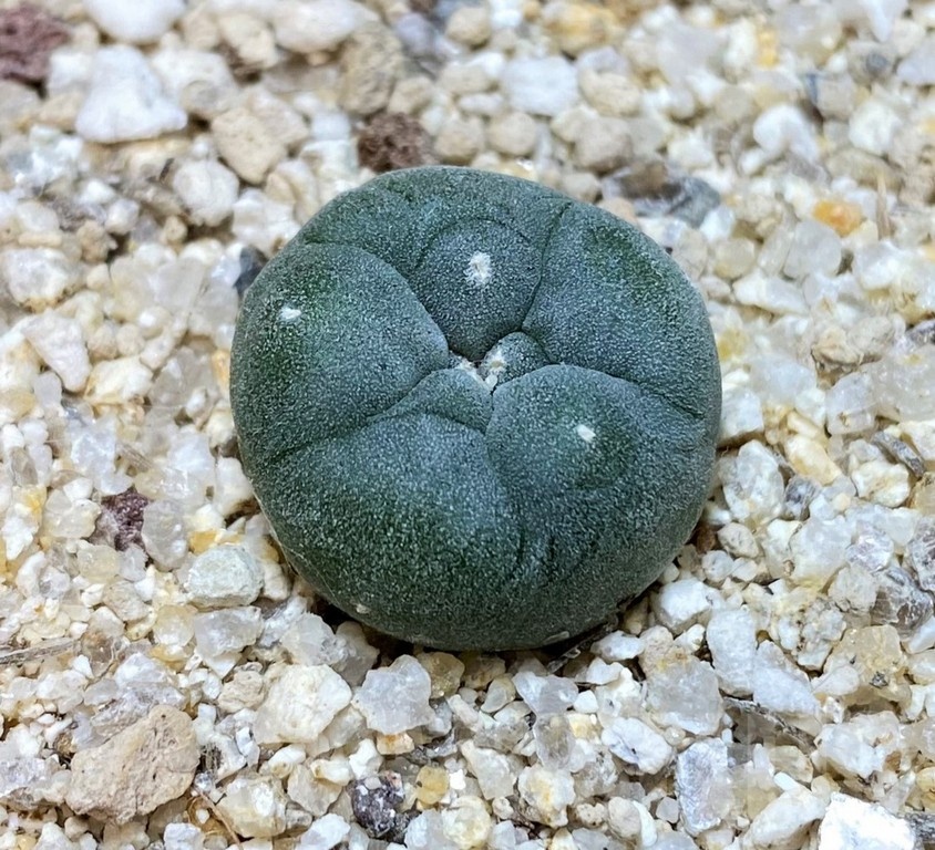 YAR24299 Anhalonium viridescens GM360, seedling