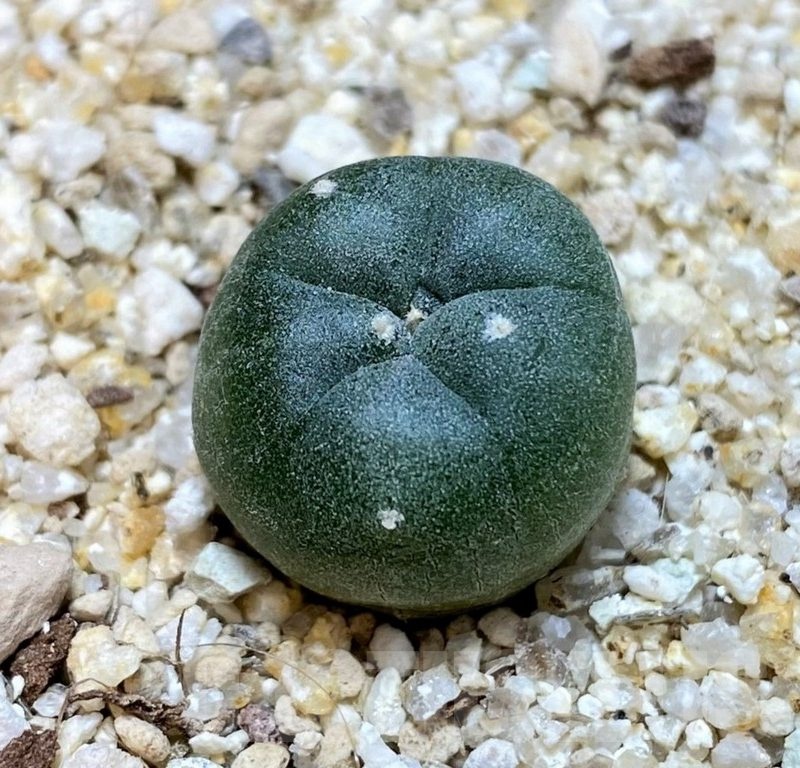 YAR24300 Anhalonium viridescens GM360, seedling